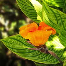 Tropicanna Gold Canna Lily Bulb