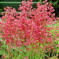 Bressingham Flower Seeds for Planting - 100 pcs