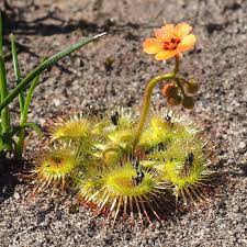 organic-drosera-glanduligera-carnivorous-sundew-seeds

