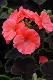 Black Velvet Salmon Geranium Seeds for Planting Pelargonium hortorum Patio Pots
