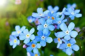 Heirloom Blue Alpine Forget-Me-Not Flower Seeds for Planting, Myosotis Alpestris, Non-GMO Dhara Seeds