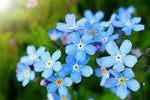 Heirloom Blue Alpine Forget-Me-Not Flower Seeds for Planting, Myosotis Alpestris, Non-GMO Dhara Seeds