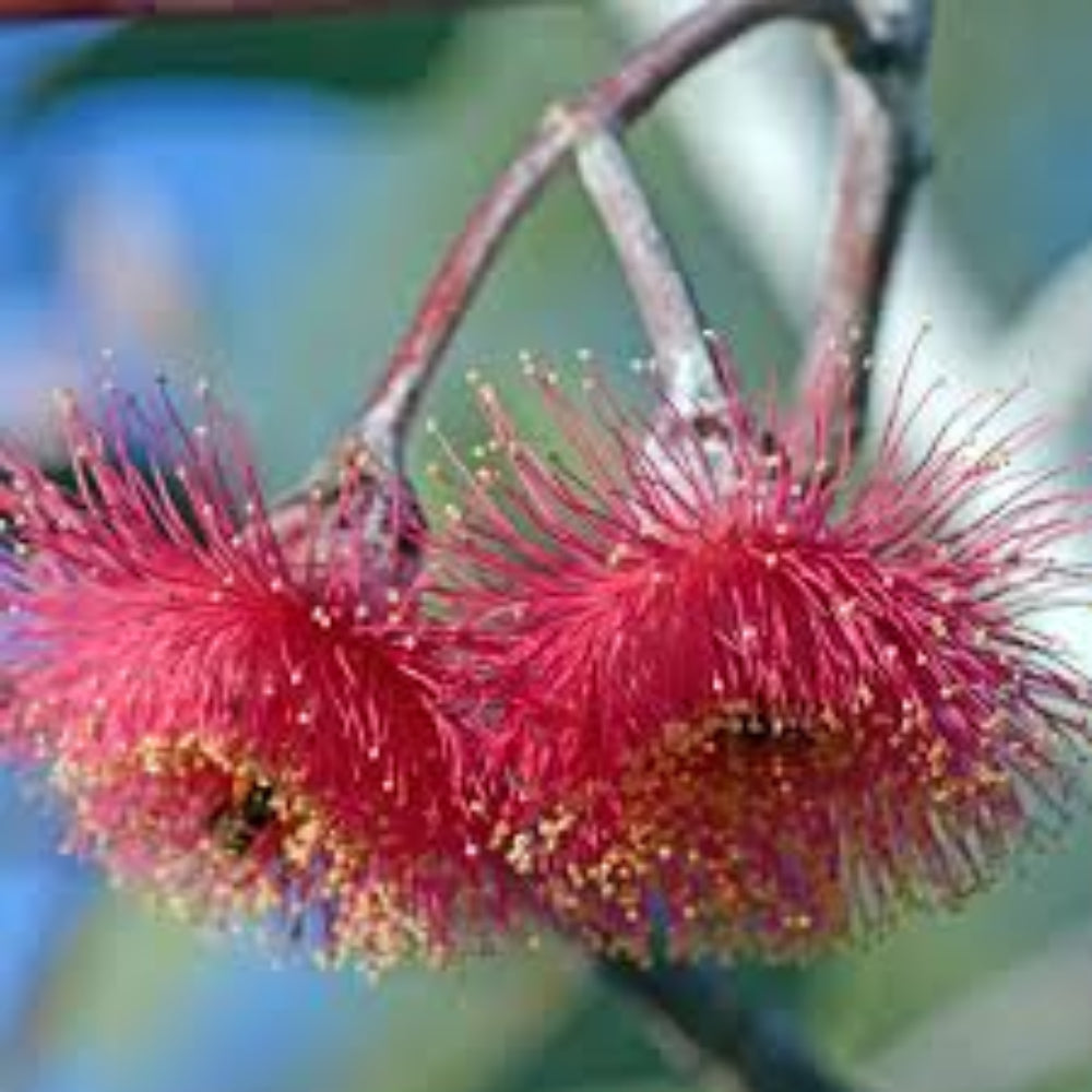 Eucalyptus Flower Seeds for Planting-Heirloom & Non-GMO Seeds for planting