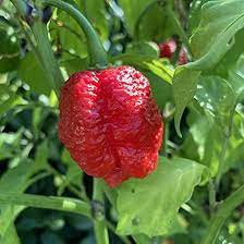Pepper Capsicum Chinense Trinidad Vegetable Seeds for Planting – Hot Variety for Spicy Kitchen Garden and Containers