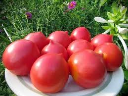 Tomato Kron Drucken Solanum lycopersicum vegetable seeds for planting in backyard gardening