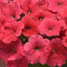 Petunia E3 Easy Wave Coral Spreading Petunia Imported Pelleted – Heirloom, Non-GMO, High Germination Organic Garden Seeds