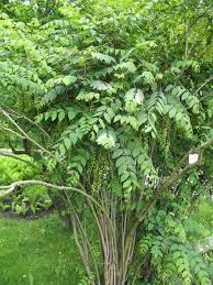 Decaisnea Fargesii Blue Seeds ( , Halloween Fun Fruit)