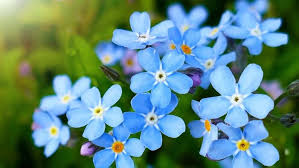 Mixed Myosotis Flower Seeds for Planting - 100