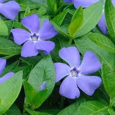 Vinca Blue Imported – Heirloom, Non-GMO, High Germination Organic Garden Seeds