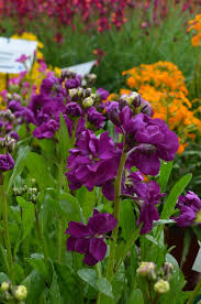 Purple Matthiola Incana Seeds – Fragrant Flower Seeds for Planting