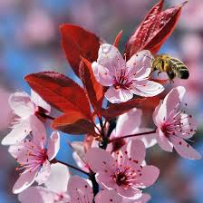 Cherry Blossom Prunus Serrulata Mix Flower Seeds for Planting – Includes Blue, Pink, Red, and White for Garden Display