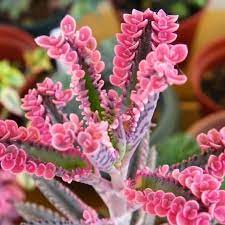 Brown Kalanchoe Bonsai Flower Seeds for Planting - 100