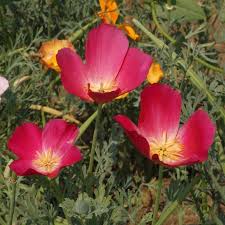 California Poppy Seeds - Carmine King