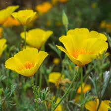 California Poppy Seeds - Golden West