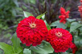 Zinnia Seeds - Cherry Queen