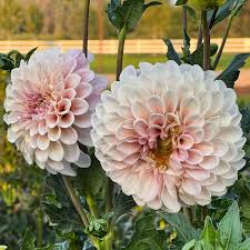 Dahlia Seeds - Romantic Mix