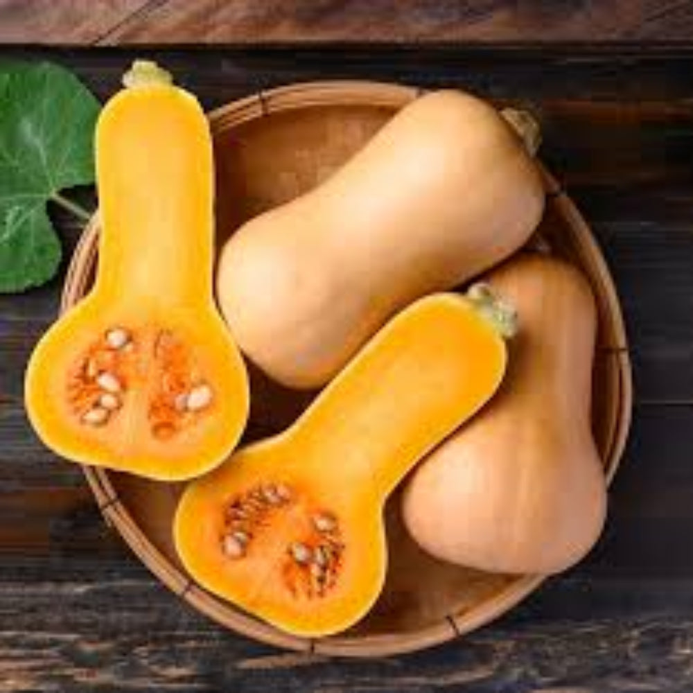 Calabaza Long Neck Squash Seeds,