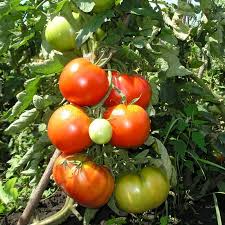 Tomato Asteroiden Solanum lycopersicum vegetable seeds for planting in home garden or backyard gardening