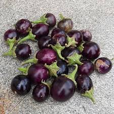 Eggplant Seeds - Black Beauty