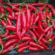 Guajillo pepper Capsicum annuum New Mexico heirloom vegetable seeds for planting in warm kitchen gardens