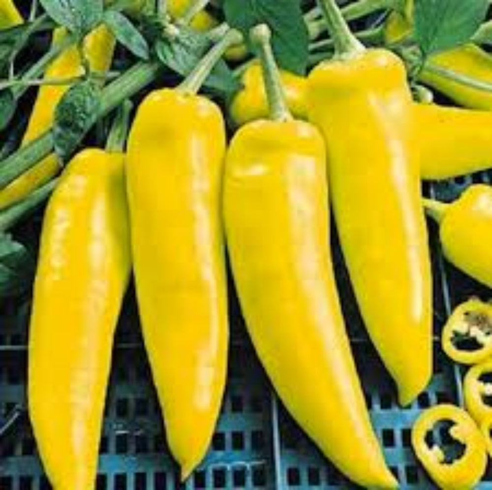 Hungarian Pepper Seeds for Planting