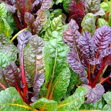 Mixed Swiss Chard Seeds for Planting heirloom & Non-GMO Seeds
