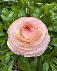 Ranunculus Seeds - Marshmallow