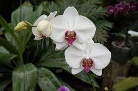 Multi-Colored Butterfly Orchid Flower Seeds for Planting - 100