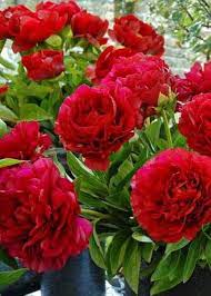 Rare Peony Flower Seeds for Planting for Garden and Bonsai Decoration