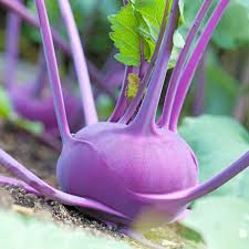 Pink Kohlrabi Seeds for Planting heirloom & Non-GMO Seeds