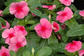 Vinca Sunstorm Rose with Eye Seeds for Bright Pink Flowers