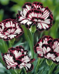 Heirloom Non-GMO Maroon White Carnation Flower Seeds for Planting – Bicolor Fragrant Bloom Seeds - Non-GMO for planting in home garden