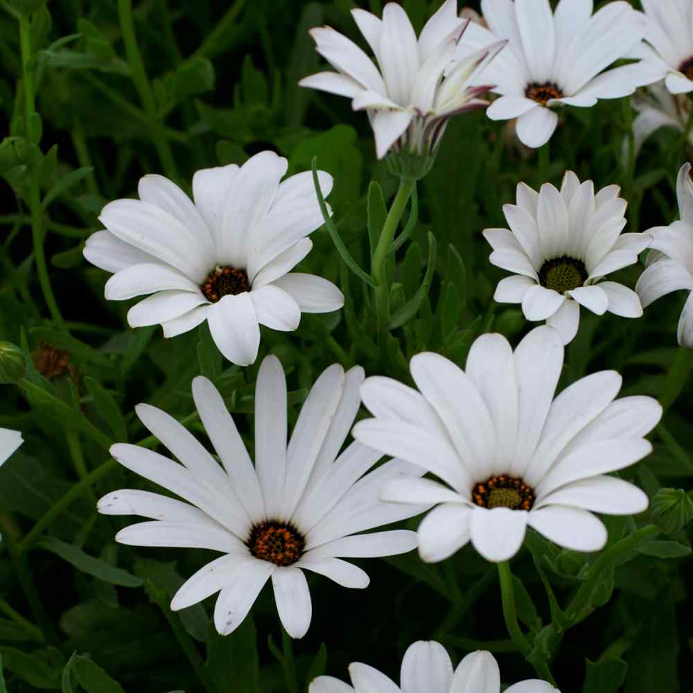 Osteospermum Akila White Seeds