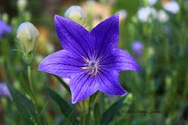 Balloon Flowers