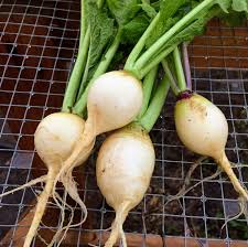 Golden Globe Turnip Seeds for Garden and Vegetable Planting