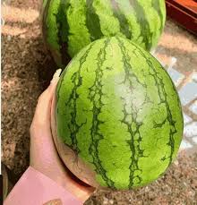 Mini Watermelon Citrullus lanatus Seeds for Planting in Vegetable Patch & Garden