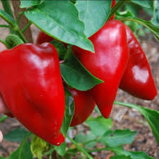 Trinidad Pimento Pepper Seeds – Mild and Flavorful Pepper Variety