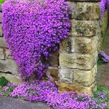 Aubrieta Cascade Purple Flower Seeds