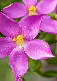 Orphium Frutescens SEA Rose – Seeds for Gorgeous South African Flowers
