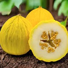 Yellow Casaba Melon Seeds – Sweet, Yellow Melons for Planting in Your Garden