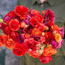 Ranunculus Seeds - Pink Clementine Mix