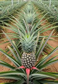 Black Pineapple Fruit Seeds for Cultivation and Planting – Heirloom and Non-GMO Seeds