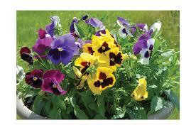 Majestic Giants II Formula Mix Viola Seed