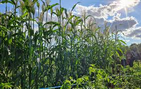 Broom Corn Seeds