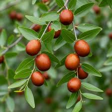 Brown Ziziphus Jujuba Fruit Seeds for Planting - Growing Hardy and Unique Jujube Fruits, Heirloom Seeds