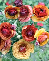 Ranunculus Seeds - Picotee Mix