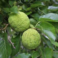 Maclura Pomifera Tree, Osage Orange Fruit, Hedge Horse Apple,Green Maclura Fruit Seeds - Grow Your Own Osage Orange Tree