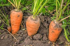 Carrot Seeds (Organic) - Chantenay Red Cored