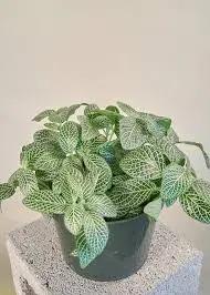 Fittonia Albivenis Seeds – Heirloom, Non-GMO White Nerve Plant Seeds for Indoor Planting Dhara Seeds