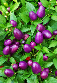 Purple Pepper Vegetable Seeds Capsicum annuum for Colorful Kitchen Garden Growing